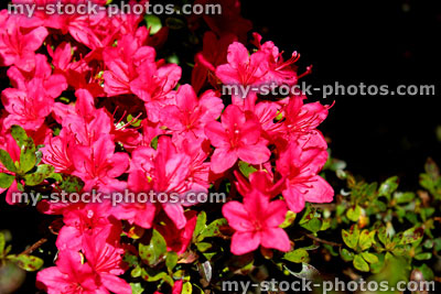 Stock image of deep pink flowers on azalea / rhododendron in garden
