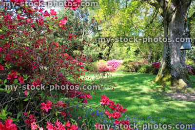 Stock image of shady garden border with trees and azalea (rhododendrons), red flowers
