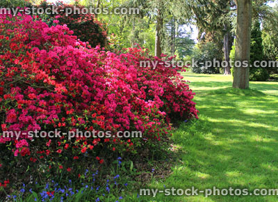 Stock image of garden border in shade with azaleas (rhododendrons) with red flowers