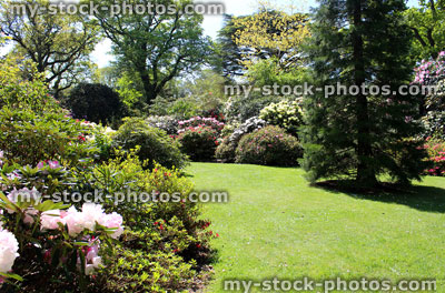 Stock image of landscaped garden with flower bed, lawn, shrubs and sequoia tree
