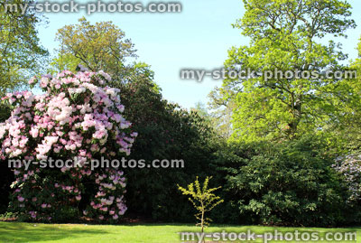 Stock image of park with trees, grass and large rhododendron with pink flowers