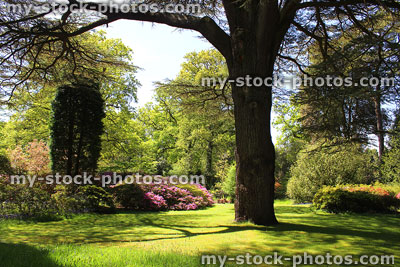 Stock image of majestic cedar of Lebanon tree in landscaped garden