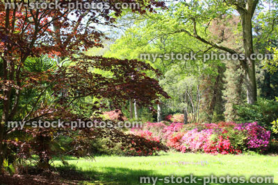 Stock image of garden with Japanese maple, flowering azaleas and lawn