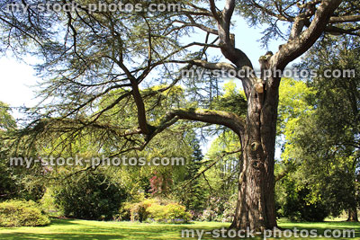 Stock image of large cedar of Lebanon tree in landscaped garden
