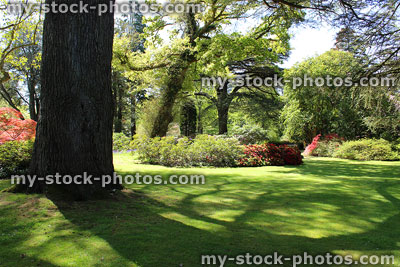 Stock image of ancient cedar of Lebanon tree in landscaped garden