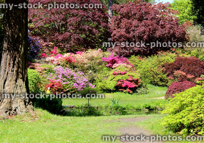Stock image of landscaped garden with stunning azalea flowers, pond and green lawn