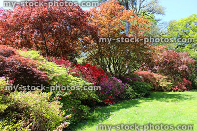 Stock image of large garden flower border with azaleas and Japanese maples (acers)