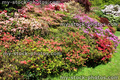 Stock image of large garden flower border with azaleas in flower (dwarf rhododendrons)