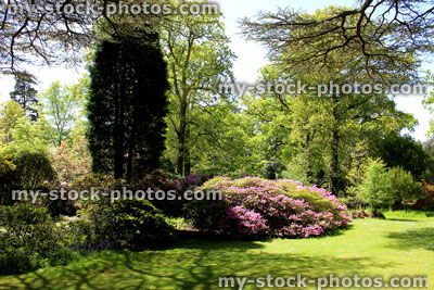 Stock image of shaded garden border with conifers, shrubs, flowers and azaleas (rhododendrons)