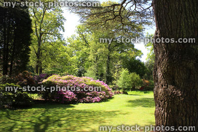 Stock image of shady garden border with conifers, shrubs, flowers and azaleas (rhododendrons)