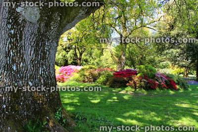 Stock image of shady garden border with trees, flowers and azaleas (rhododendrons)