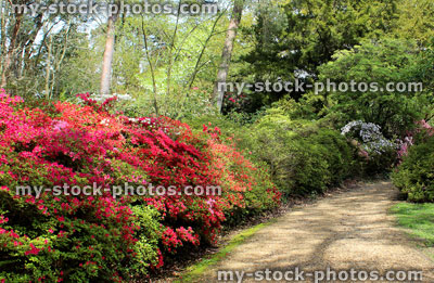 Stock image of red azaleas in flower (rhododendron shrubs) by path