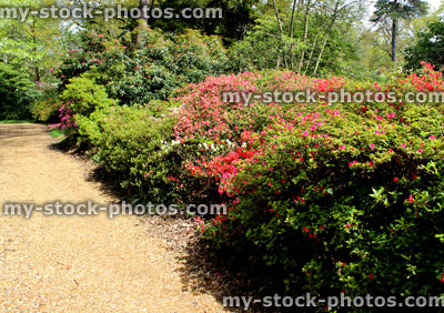 Stock image of azaleas in flower (rhododendron shrubs) next to path