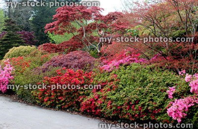 Stock image of azaleas in flower (rhododendron shrubs) next to path 