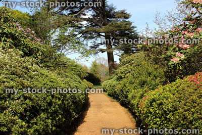 Stock image of azaleas in flower (rhododendron shrubs) next to path