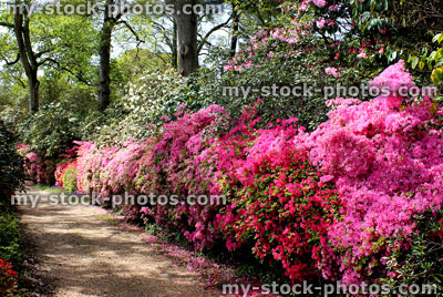 Stock image of pink azaleas in flower (rhododendron shrubs) by path