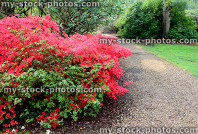 Stock image of red azaleas in flower (rhododendron shrubs) by path