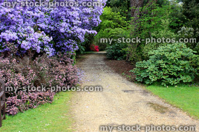 Stock image of purple azaleas in flower (rhododendron shrubs) by path