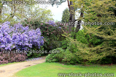 Stock image of purple azaleas in flower (rhododendron shrubs) by path