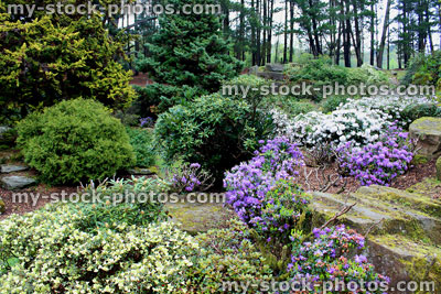 Stock image of springtime rockery with purple azaleas (rhododendron)