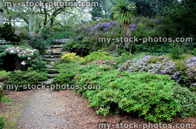 Stock image of landscaped garden with palm tree and purple flowering azaleas