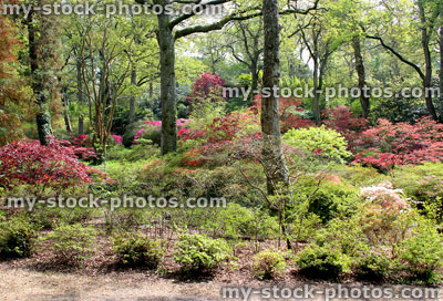 Stock image of woodland garden with flowering azaleas and Japanese maples 