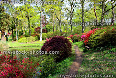 Stock image of woodland garden with flowering azaleas and Japanese maples