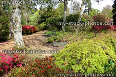 Stock image of woodland garden with flowering azaleas and Japanese maples