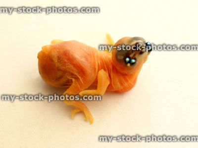 Stock image of baby Gouldian finch, just hatched, begging for food