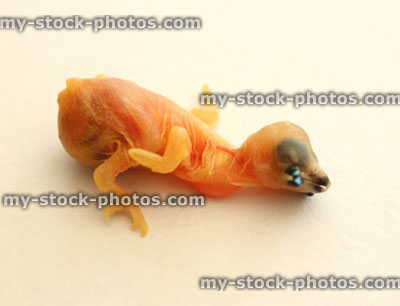 Stock image of tiny Gouldian finch baby, just hatched in incubator
