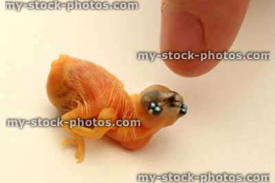 Stock image of tiny Gouldian finch baby, finger for scale size
