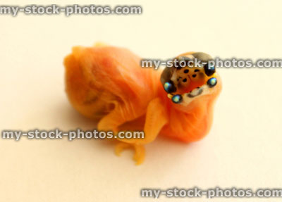 Stock image of baby Gouldian finch, just hatched, begging for food