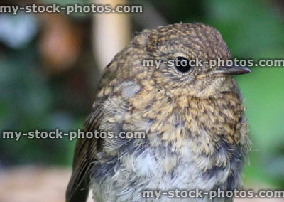 Stock image of baby robin redbreast bird in garden, young fledging robin