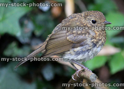 Stock image of baby robin redbreast bird in garden, young fledging robin