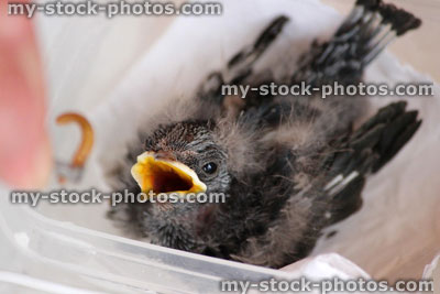 Stock image of baby swallow chick / fledgling being hand reared, hand fed mealworm