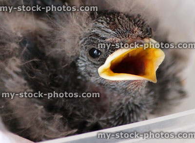 Stock image of baby swallow chick / fledgling being hand reared, hand fed, feeding