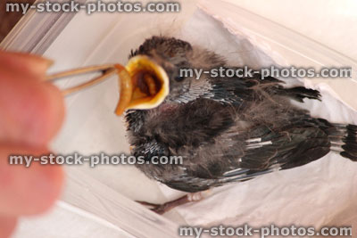 Stock image of baby swallow chick / fledgling being hand reared, hand fed mealworm