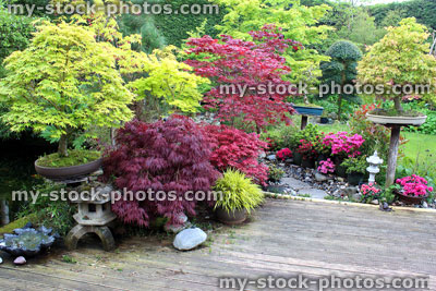 Stock image of Japanese garden with bonsai trees, maples (acers), decking