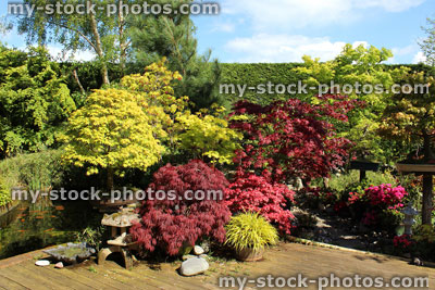 Stock image of Japanese garden with bonsai trees, maples (acers), pond