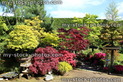 Stock image of Japanese garden with bonsai trees, maples (acers), lantern