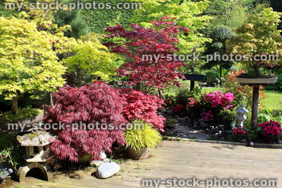 Stock image of Japanese garden with bonsai trees, maples (acers), decking, granite lantern