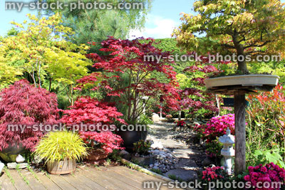Stock image of Japanese garden with bonsai trees, maples (acers), decking