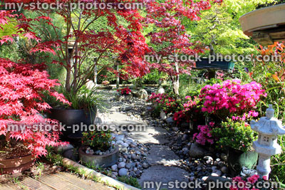 Stock image of Japanese garden with bonsai trees, maples, stepping stones