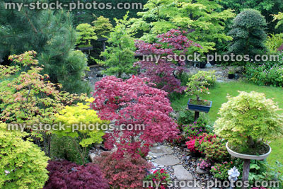 Stock image of looking down on Japanese garden, with maples, bonsai trees