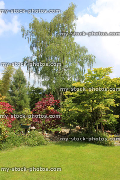 Stock image of back garden in summer, weeping silver birch tree and lawn