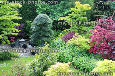 Stock image of ornamental garden with Japanese maples and clipped holly