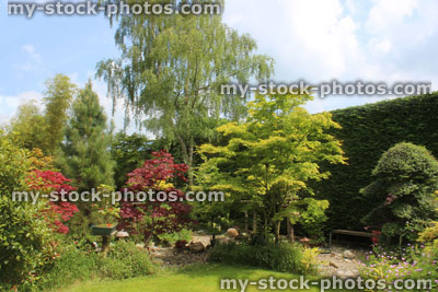 Stock image of back garden with tall Leyland cypress / Leylandii hedge