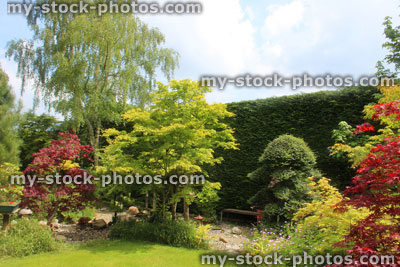 Stock image of back garden with tall Leyland cypress / Leylandii hedge