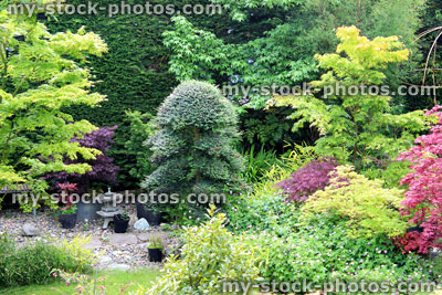 Stock image of ornamental garden with Japanese maples and clipped holly