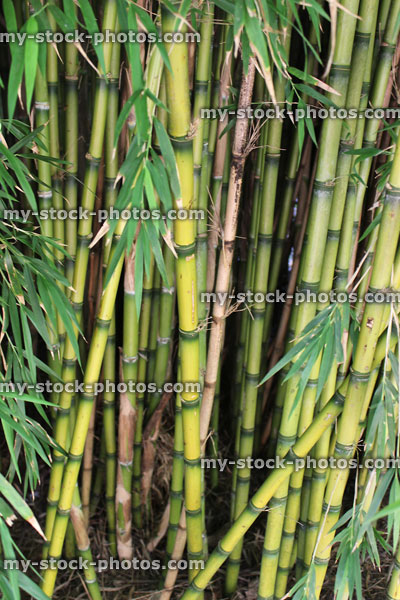 Stock image of Chilean Foxtail bamboo canes (Chusquea Culeou), Japanese garden